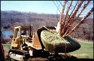 Heritage River Birch